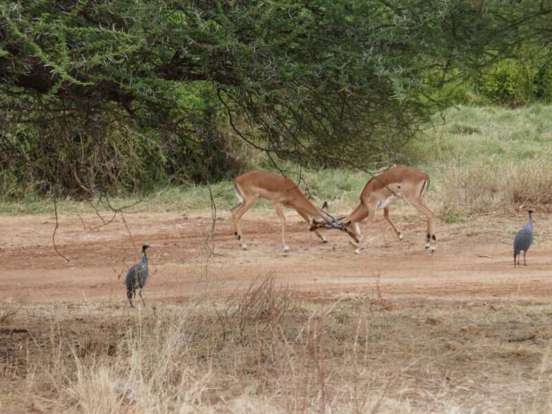 6-Day Safari Adventure: Samburu, Aberdare and Lake Naivasha - What Makes This Tour Stand Out