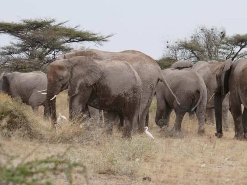 6-Day Safari Adventure: Samburu, Aberdare and Lake Naivasha - Practical Details and Value