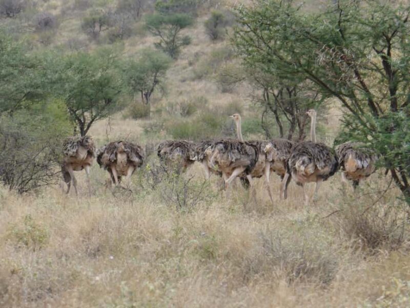 6-Day Safari Adventure: Samburu, Aberdare and Lake Naivasha - FAQ