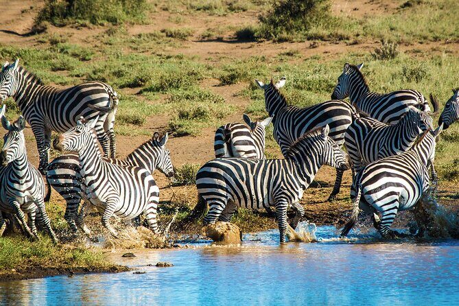 6 Day Safari to Amboseli National Park Lake Nakuru and Masai Mara - Key Points