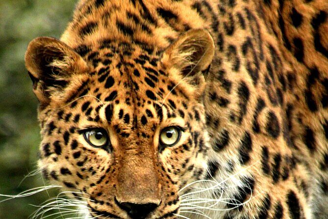 6 Day Safari to Amboseli National Park Lake Nakuru and Masai Mara - An In-Depth Look at the Safari Experience