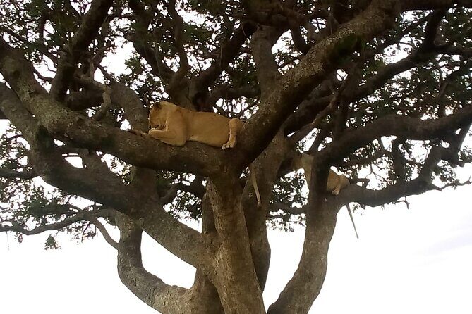 6-Day Safari to Samburu, Lake Nakuru & Masai Mara - Final Thoughts