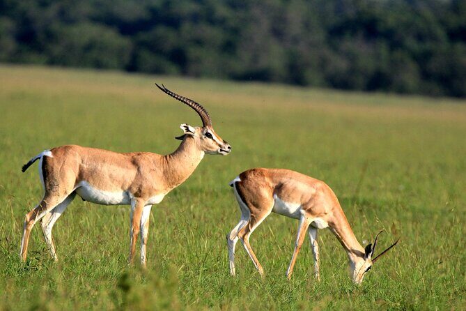 6-Day Samburu, Lake Nakuru, and Masai Mara Safari - The Sum Up: Who Is This Safari Best For?