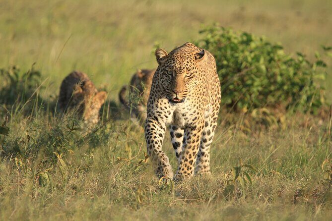 6-Day Samburu, Lake Nakuru, and Masai Mara Safari - FAQs