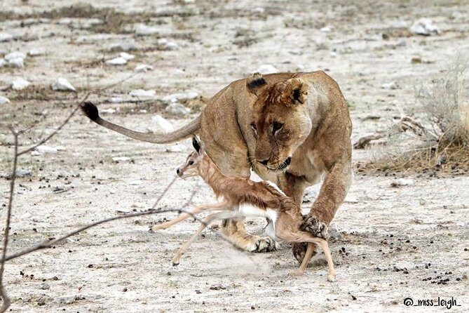 6 Day Sand, Sea & Etosha Budget Camping Safari - Who Would Love This Safari?
