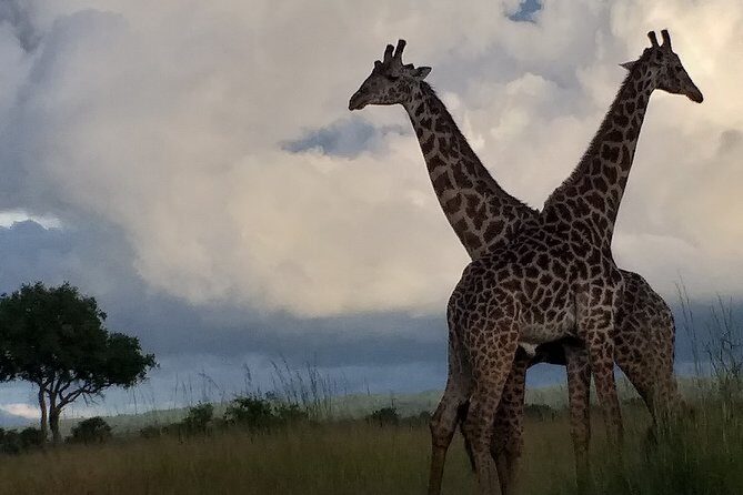 6 Day Selous Game reserve and Kilwa Beach+Snorkeling+Boat safari+Historical site - Exploring Kilwa and Nearby Areas: Days 5 & 6