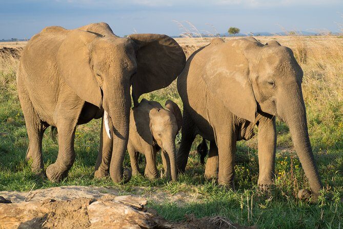 6 Day Selous Game reserve and Kilwa Beach+Snorkeling+Boat safari+Historical site - Who Should Consider This Tour?