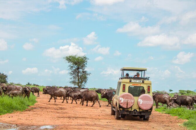 6 Day Serengeti wildebeest migration Camping Safari - Practical Aspects of the Tour