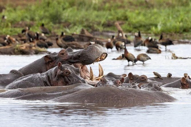 6 Day Serengeti wildebeest migration Camping Safari - Final Thoughts: Who Is This Safari For?