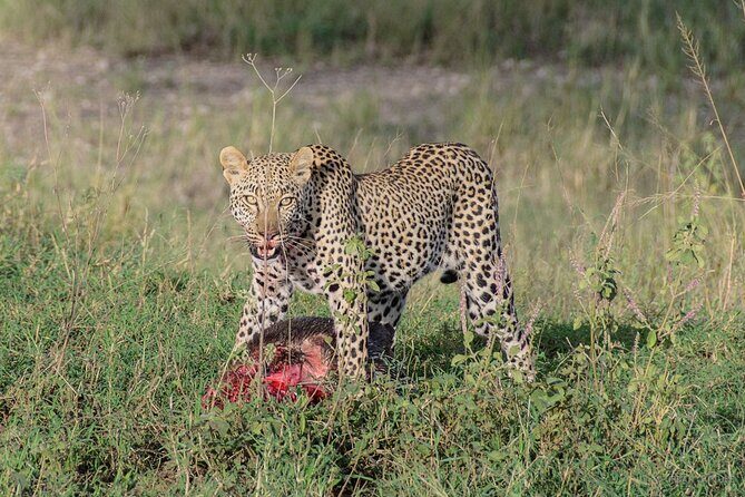 6-Day Tanzania Adventures Safaris - Group Joining Camping Safaris - Transportation, Camp Facilities, and Food