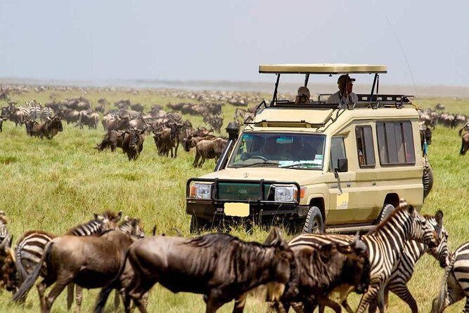 6-Day Tanzania Camping Safari: Lake Manyara, Serengeti, Ngorongoro Cater and Tarangire National Park from Arusha - Who Should Consider This Safari?