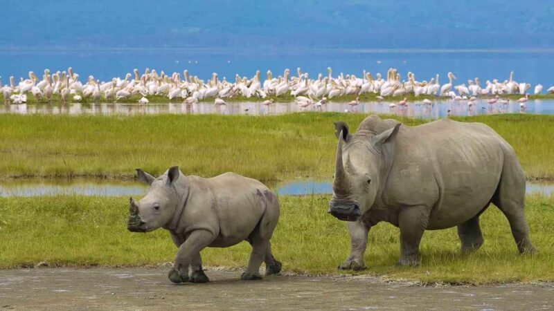 6-Day Tanzania Safari Adventure Journey Through the Wild - Who Will Love This Tour?