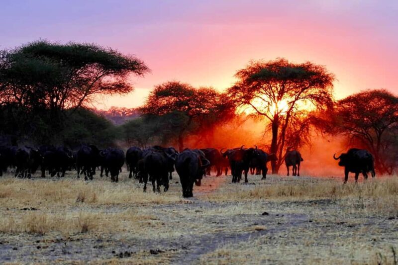 6-Day Tanzania Safari Adventure Wild Horizons Tour - What’s Included and What’s Not
