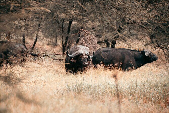 6-Day Tanzania Safari Experience Midrange - An Overview of the Experience