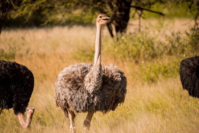 6-Day Tanzania Safari Experience Midrange - Why Travelers Love This Tour