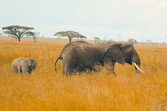 6-Day Tanzania Safari Experience Midrange - Final Thoughts