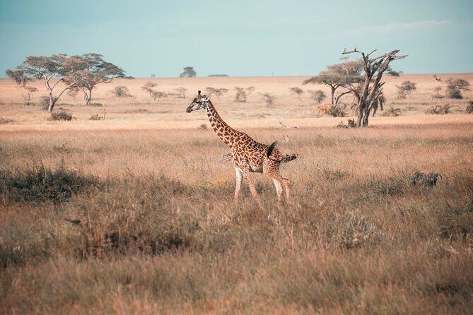 6-Day Tanzania Safari Experience Midrange - FAQs