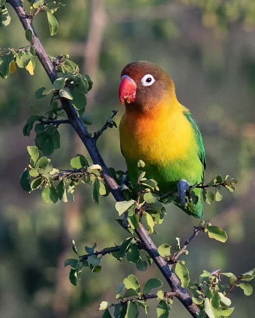 6-Day Tanzania Safari Landscapes & Wildlife Tour - Key Points