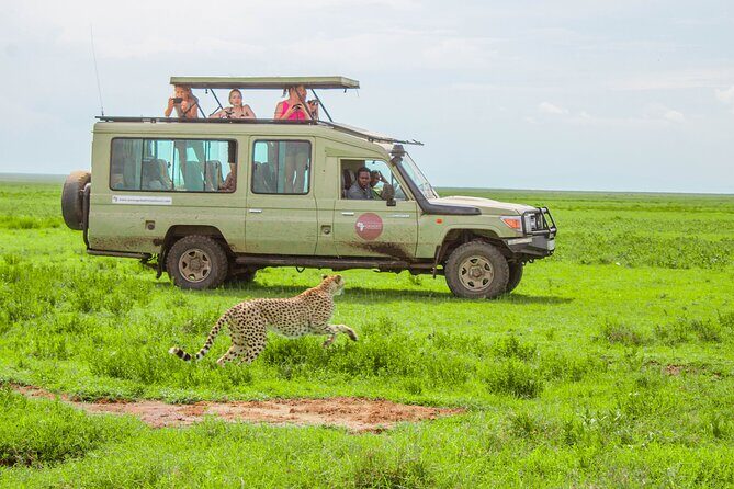 6 Day Tanzania Wildlife Mid range Safari - Key Points