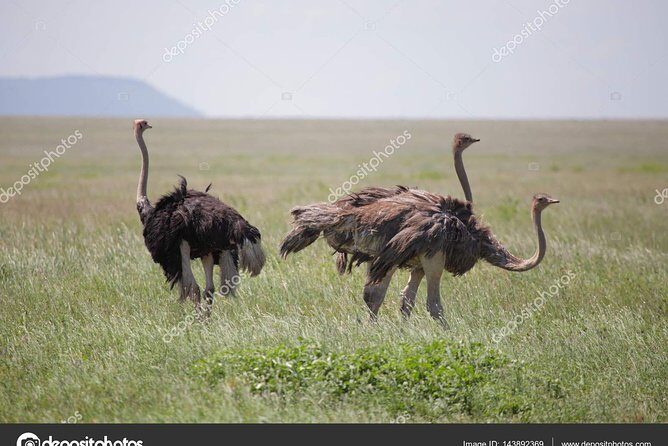 6 Day Tanzania Wildlife Mid range Safari - Analyzing the Value
