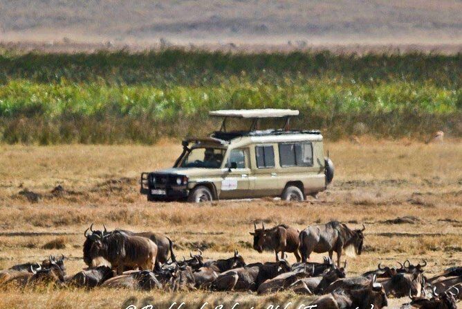 6 Day Tanzania Wildlife Mid range Safari - Who Will Love This Tour?