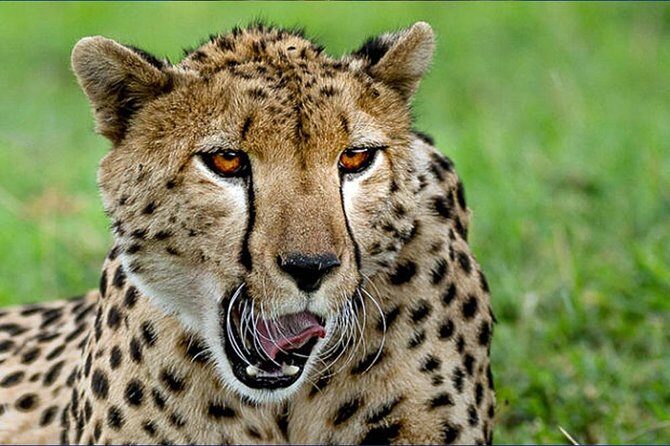 6 Day Tanzania Wildlife Mid range Safari - Final Thoughts
