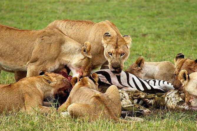6 Day Tanzania Wildlife Mid range Safari - FAQ