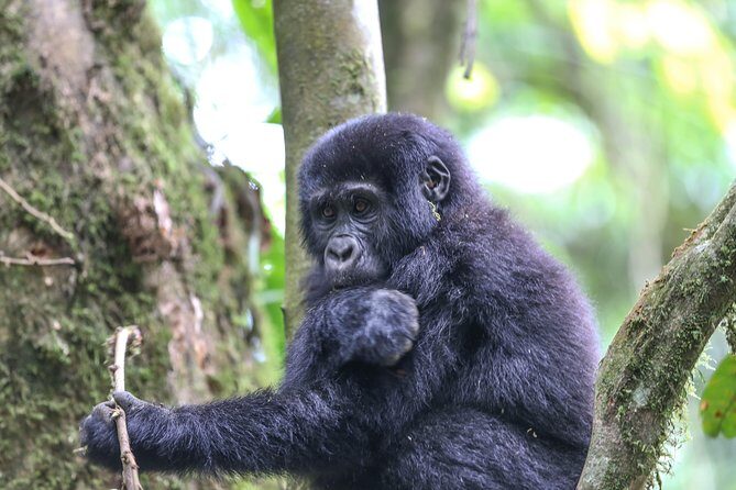 6-Day Uganda Gorilla Adventure (Fly-in) - The Itinerary in Detail