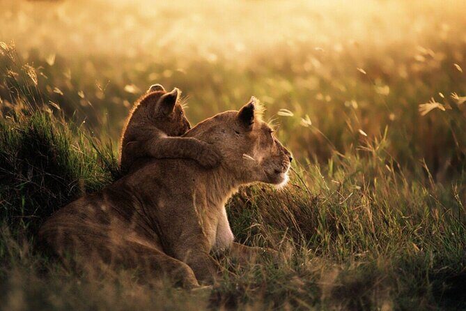 6-Day Unforgettable Tour in Tanzania - Day 4: Ngorongoro — The Natural Wonder