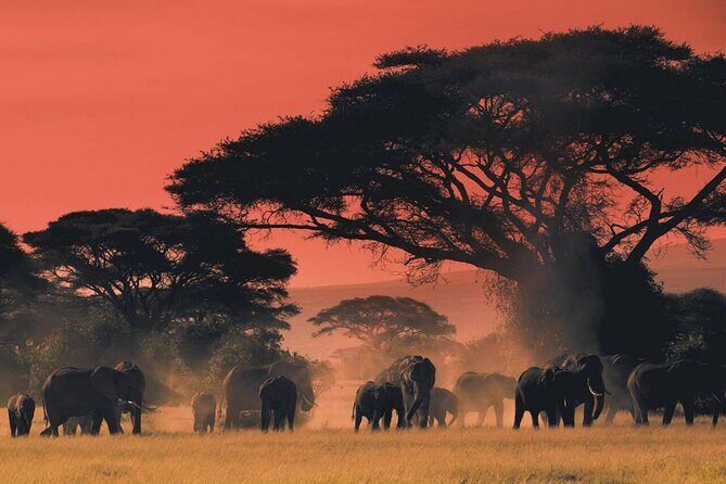 6-Day Unforgettable Tour in Tanzania - Day 5: Lake Manyara — The Bird and Elephant Haven