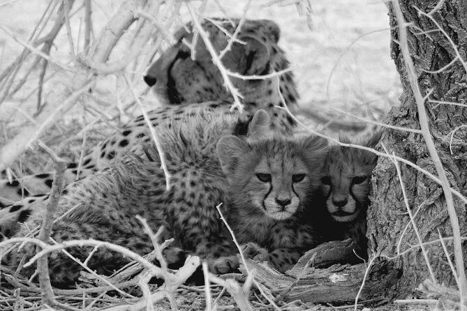 6- Day Wildlife, Oceans & Dunes - Analyzing the Value
