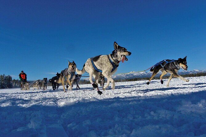 6 Day Winter Wonderland Tour in Yellowstone National Park - Day 2: Cross-Country Skiing at Bunsen Peak