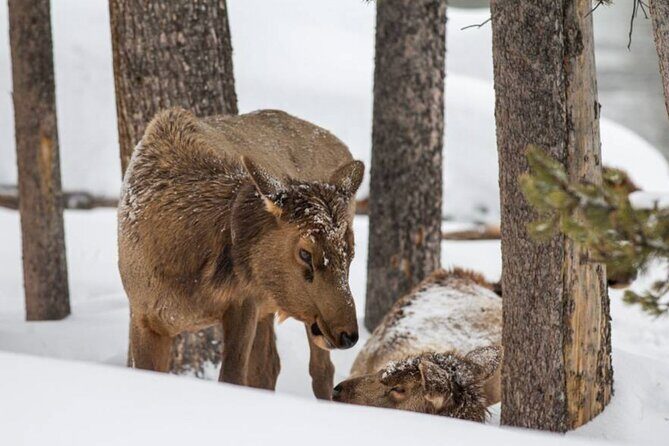 6 Day Winter Wonderland Tour in Yellowstone National Park - Day 4: Snowcoaches and the Wolf and Grizzly Bear Center