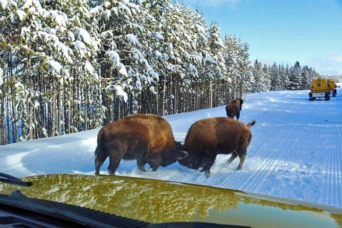 6 Day Winter Wonderland Tour in Yellowstone National Park