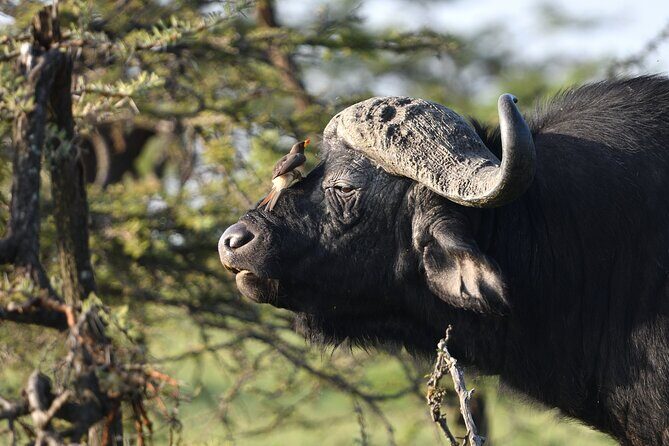 6 Days 5 Night Safari - Overall Experience and Who It’s For