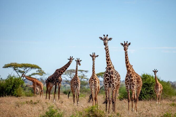 6 Days 5 Night Safari - Closing Thoughts