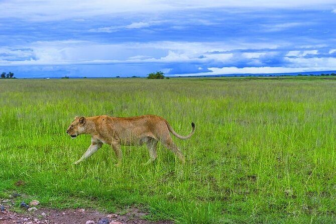 6 Days /5 Nights Adventure in Masai Mara,Lake Nakuru, Amboseli - The Sum Up: Who Is This Tour Best For?