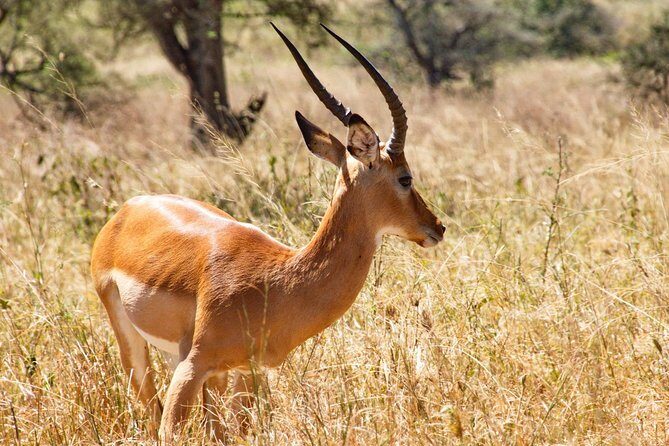 6 Days / 5 Nights Join group safari - Authentic Reviews and Experiences