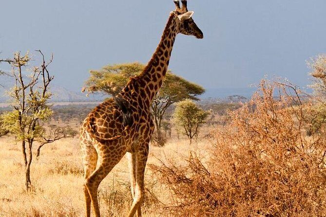 6 Days / 5 Nights Join group safari - The Sum Up