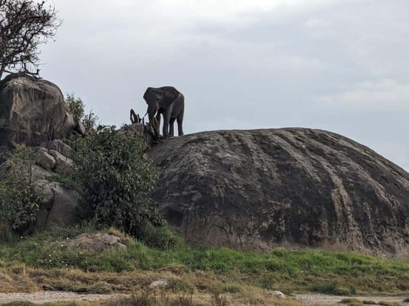 6 Days 5 Nights Serengeti King of the Jungle Safari-Tanzania - Introducing the 6 Days 5 Nights Serengeti King of the Jungle Safari – Tanzania