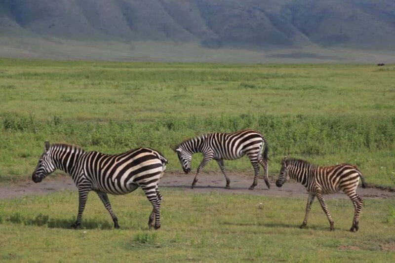6 Days 5 Nights Serengeti King of the Jungle Safari-Tanzania - Who Will Love This Safari?
