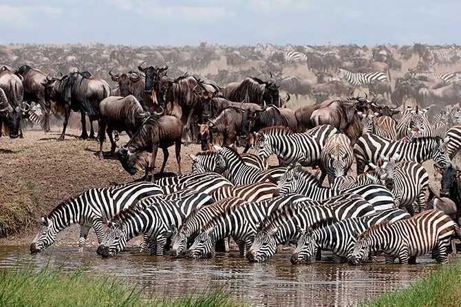 6 Days Amboseli, Nakuru Masai Mara Safari - Starting Point and First Days in Amboseli