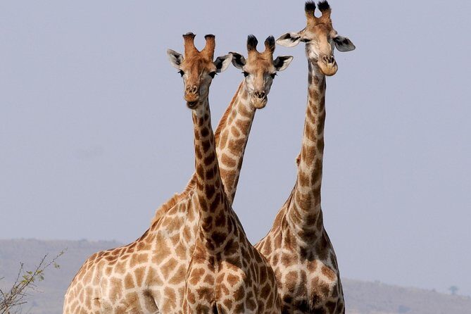 6 Days Amboseli, Nakuru Masai Mara Safari - Full Day in the Maasai Mara