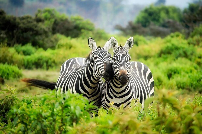 6 Days Amboseli, Nakuru Masai Mara Safari - What This Tour Means for You