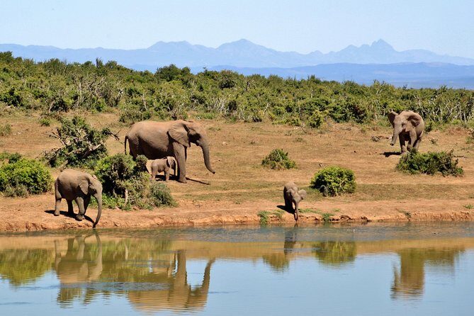 6 Days Amboseli, Nakuru Masai Mara Safari - Frequently Asked Questions