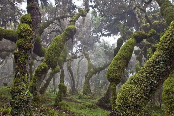 6 Days Bale Mountains Trekking - Key Points