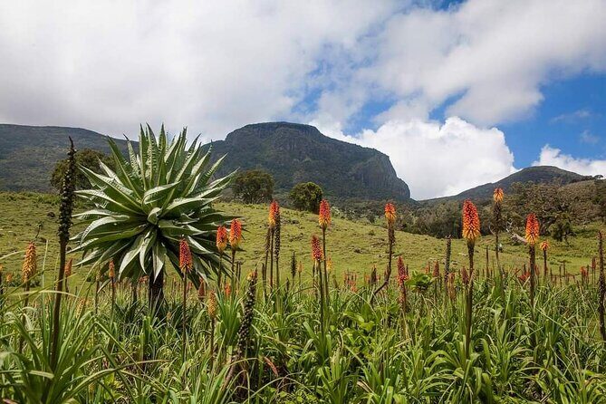 6 Days Bale Mountains Trekking - Exploring the Bale Mountains: A Natural Treasure Trove