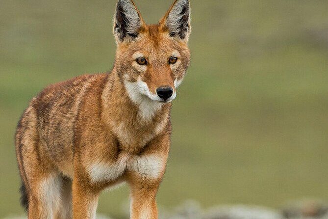 6 Days Bale Mountains Trekking - Who Should Consider This Tour?