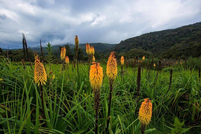 6 Days Bale Mountains Trekking - Final Thoughts