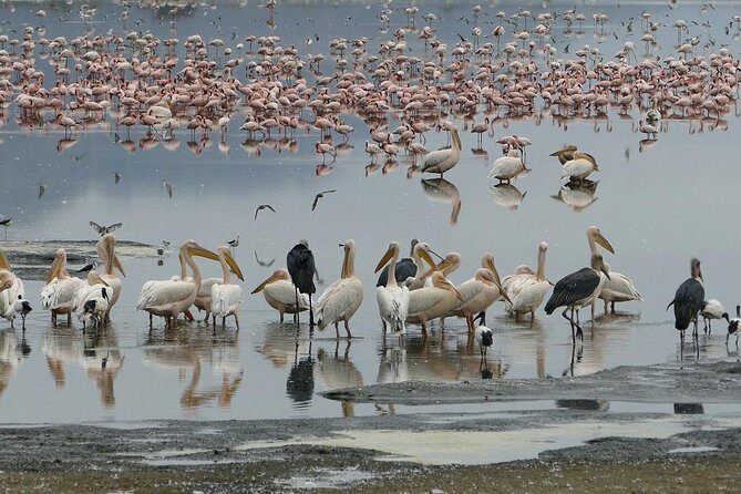 6 Days best adventure kilimanjaro ,Tarangire ,Serengeti &Ngorongoro crater - The Sum Up